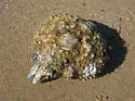 Sheep crab
