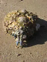 Sheep crab - photo 2