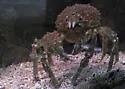 Sheep crab - photo 4