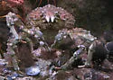 Sheep crab - photo 5