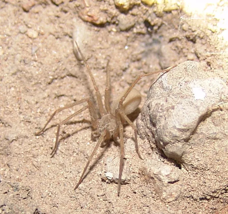 Apache Recluse