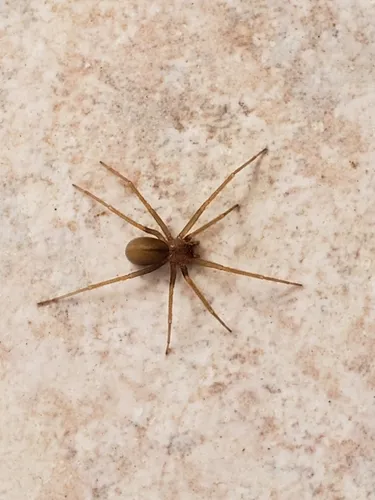 Apache Recluse - photo 2