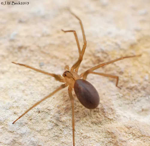 Apache Recluse - photo 3