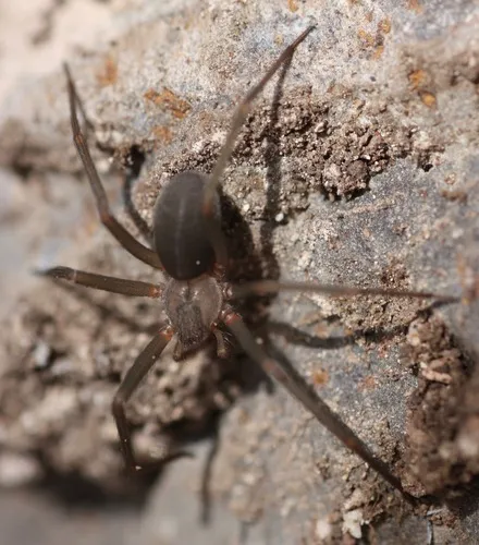 Apache Recluse - photo 4