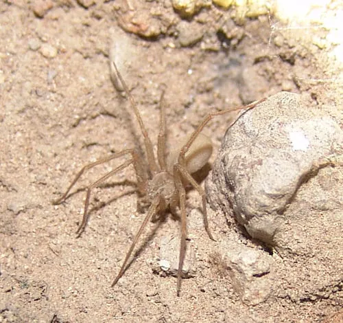 Apache Recluse - photo 5