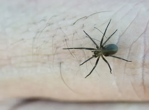 Apache Recluse - photo 6