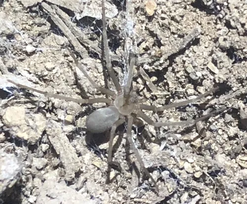 Apache Recluse - photo 8