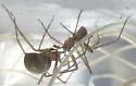 Arizona Recluse - photo 2