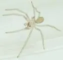 Arizona Recluse - photo 3