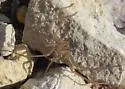 Big Bend Recluse