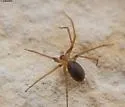 Big Bend Recluse - photo 2