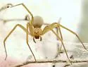 Big Bend Recluse - photo 3