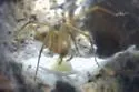 Big Bend Recluse - photo 4