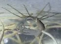Big Bend Recluse - photo 5