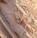 Desert Recluse