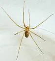 Desert Recluse - photo 2