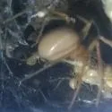 Desert Recluse - photo 4