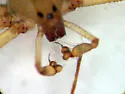 Desert Recluse - photo 5