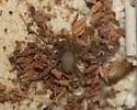 Texas Recluse - photo 2