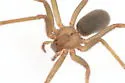 Texas Recluse - photo 3