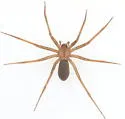 Texas Recluse - photo 4
