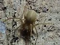 Texas Recluse - photo 5