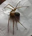 Mediterranean Recluse