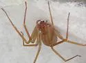 Mediterranean Recluse - photo 4