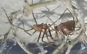 Mediterranean Recluse - photo 5