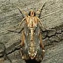 Loxostege albiceralis - Hodges#4993