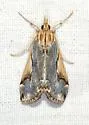 Loxostege albiceralis - Hodges#4993 - photo 2