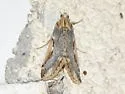 Loxostege albiceralis - Hodges#4993 - photo 3