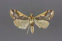 Loxostege albiceralis - Hodges#4993 - photo 4