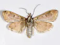 Loxostege allectalis - Hodges#5000 - photo 2