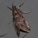 Loxostege allectalis - Hodges#5000 - photo 3