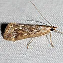 Loxostege allectalis - Hodges#5000 - photo 4