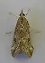 Loxostege allectalis - Hodges#5000 - photo 5
