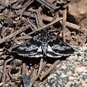 Loxostege anartalis - Hodges#5010