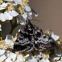 Loxostege anartalis - Hodges#5010 - photo 2