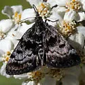Loxostege anartalis - Hodges#5010 - photo 3