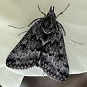 Loxostege anartalis - Hodges#5010 - photo 4