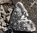 Loxostege anartalis - Hodges#5010 - photo 5