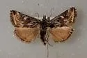 Loxostege brunneitincta - Hodges#5013