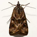 Loxostege brunneitincta - Hodges#5013 - photo 2