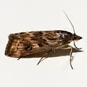 Loxostege brunneitincta - Hodges#5013 - photo 3