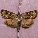 Loxostege brunneitincta - Hodges#5013 - photo 4
