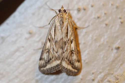 Alfalfa Webworm - Hodges#5017