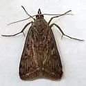 Loxostege commixtalis - Hodges#5016