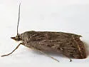 Loxostege commixtalis - Hodges#5016 - photo 2