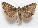 Loxostege commixtalis - Hodges#5016 - photo 3